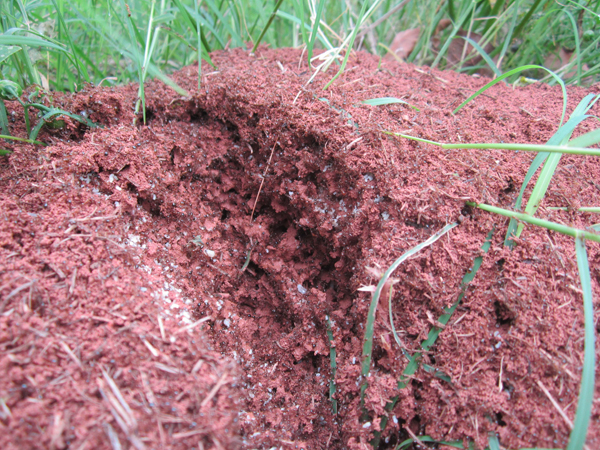 公園、社區(qū)、校園等公共場(chǎng)所進(jìn)行有效紅火蟻防制